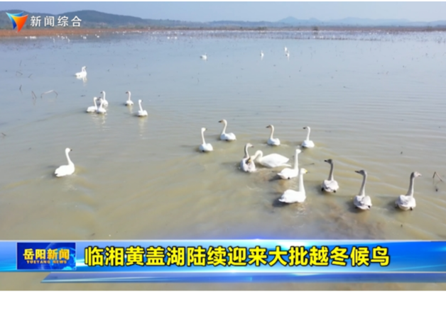 临湘黄盖湖陆续迎来大批越冬候鸟
