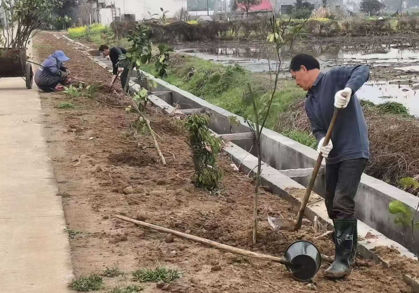 今植香柚葱葱 明收硕果累累 营田镇庭院经济描绘增收致富新图景